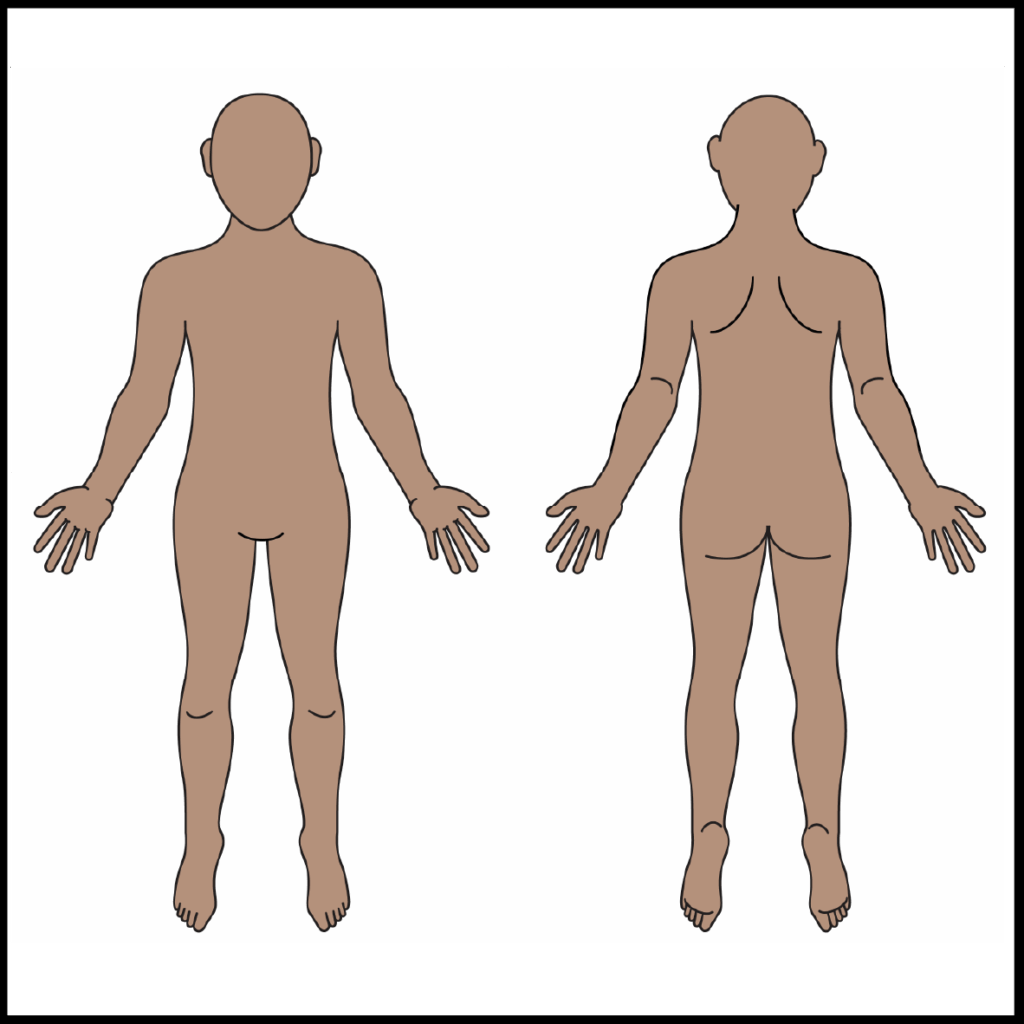 Outline of the front and back of the human body