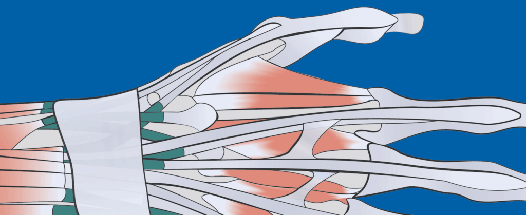 Anatomical illustration showing thumb extensor tendon