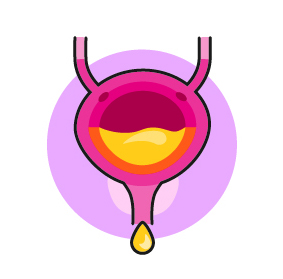 Illustration of female bladder