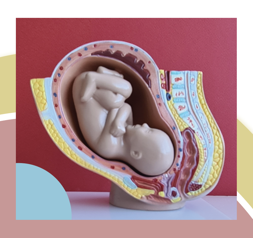 Image: Model of a baby in the womb, the space around the baby is where the amniotic fluid can be found